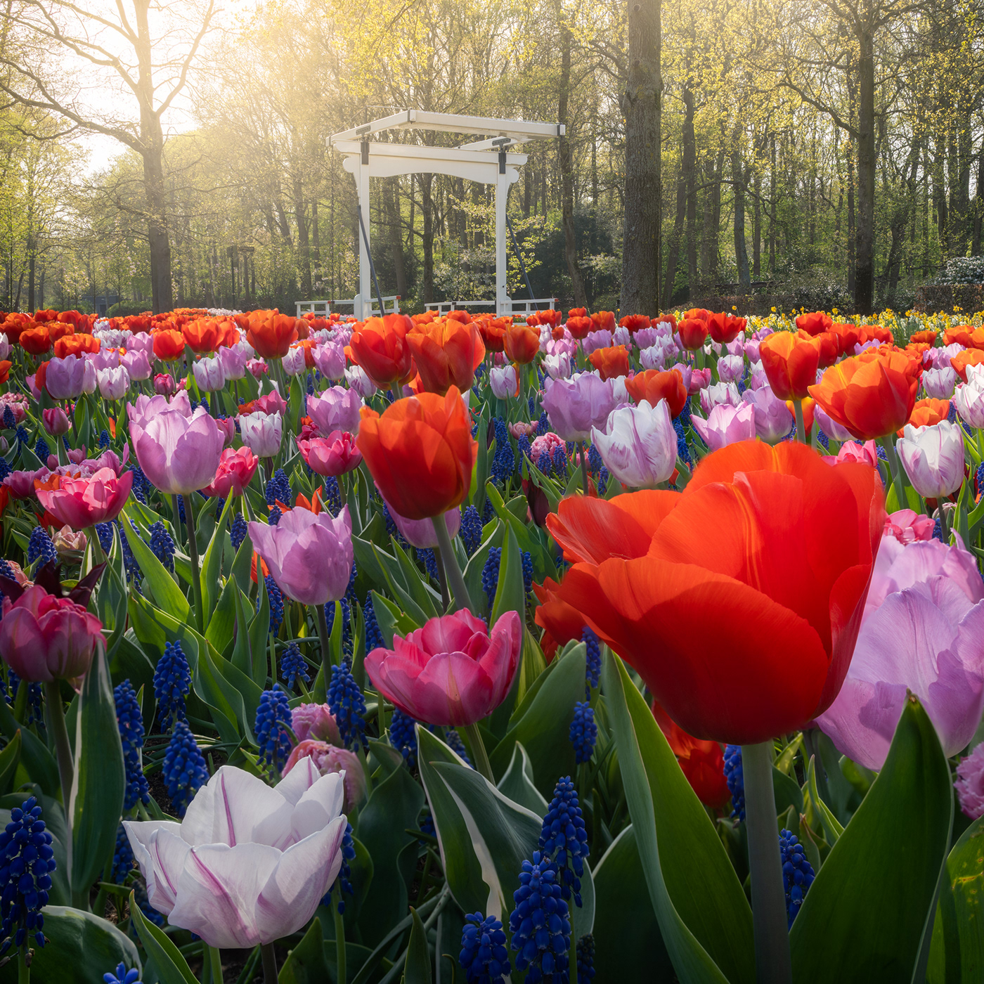 dutch Flowers garden keukenhof The Netherlands tulips