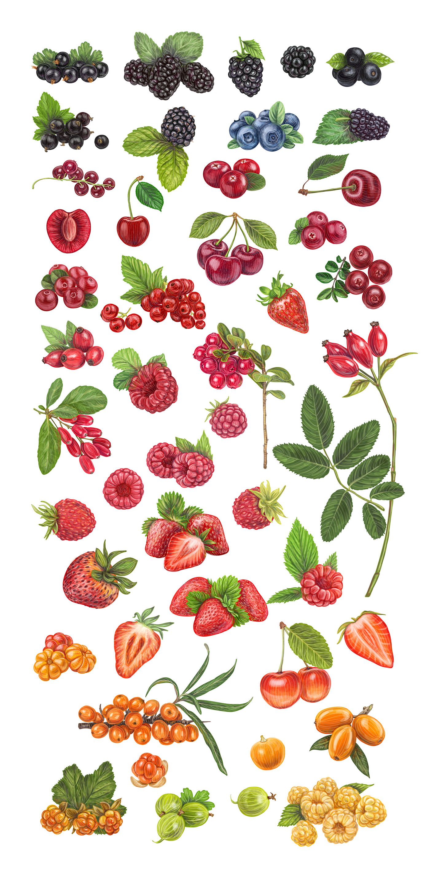 watercolor berries juice jam packaging design Fruit Drawing  botanical illustration vintage vector berry