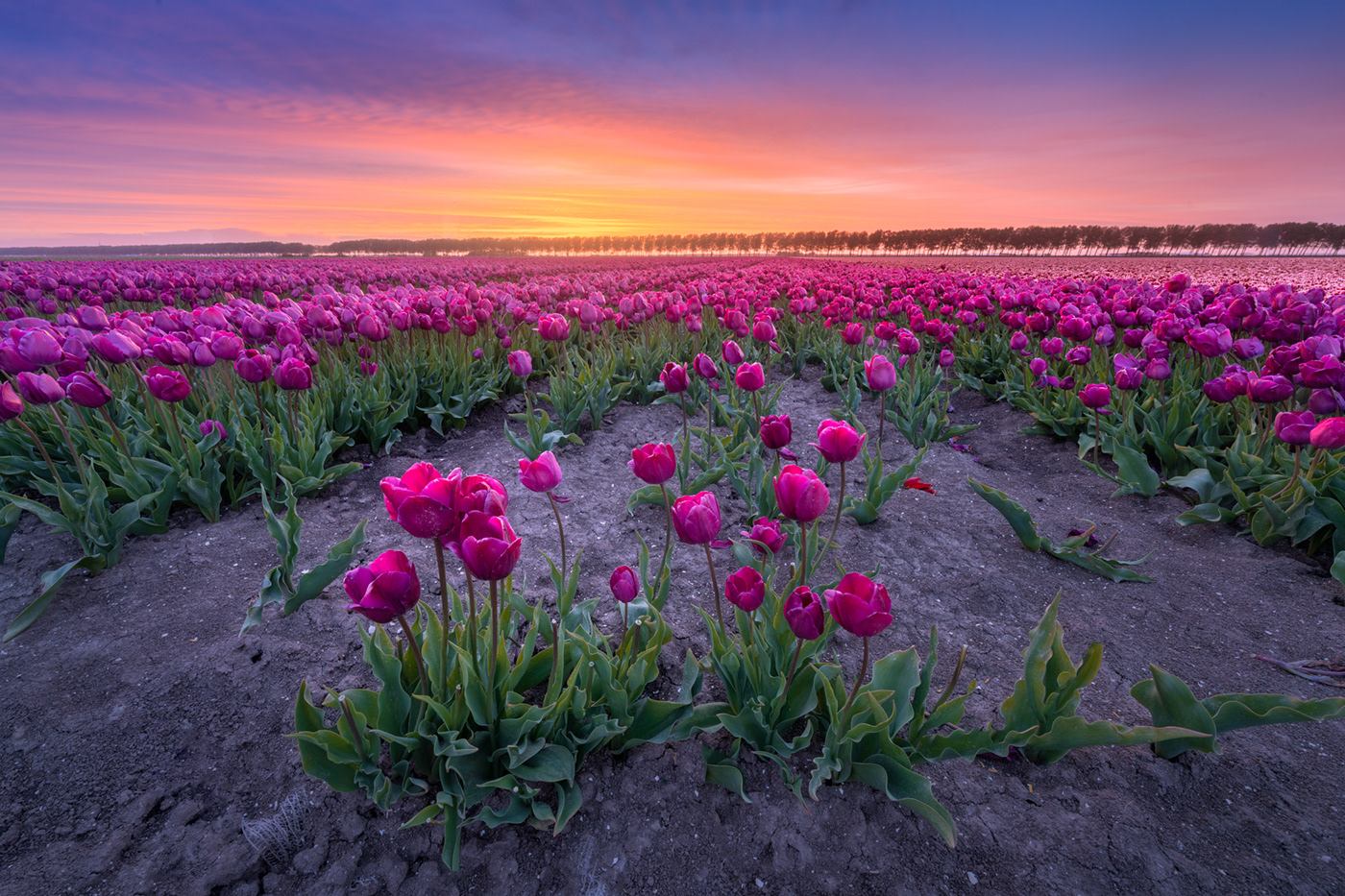 dutch Flowers flowerseason The Netherlands Tulip Mania tulips