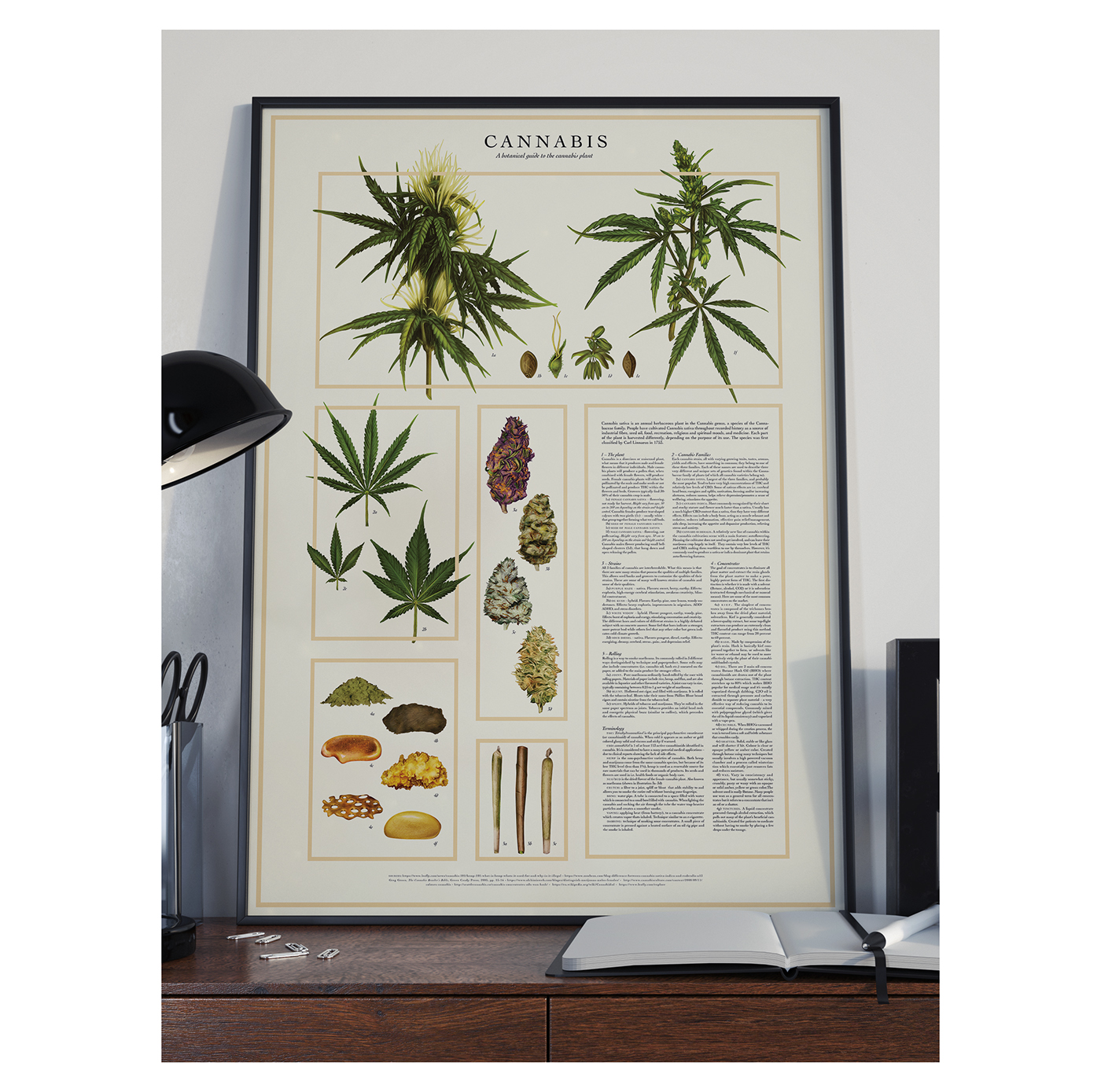 cannabis weed marijuana infographic botanical plate botany flower floral handprint strains sativa indica concentrates