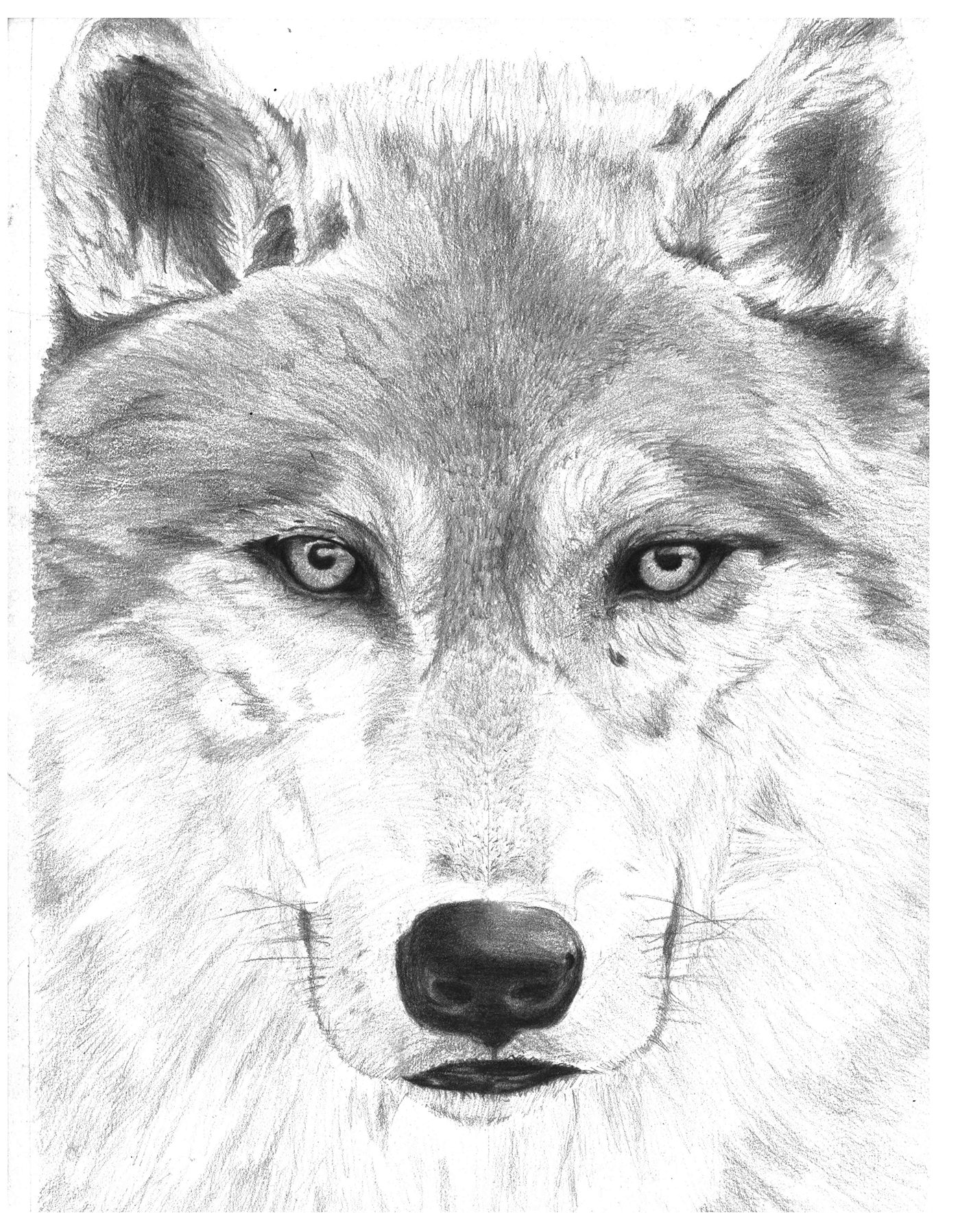animal animals wolf Lobo wild salvaje animales mirada eyes gaze dibujo draw