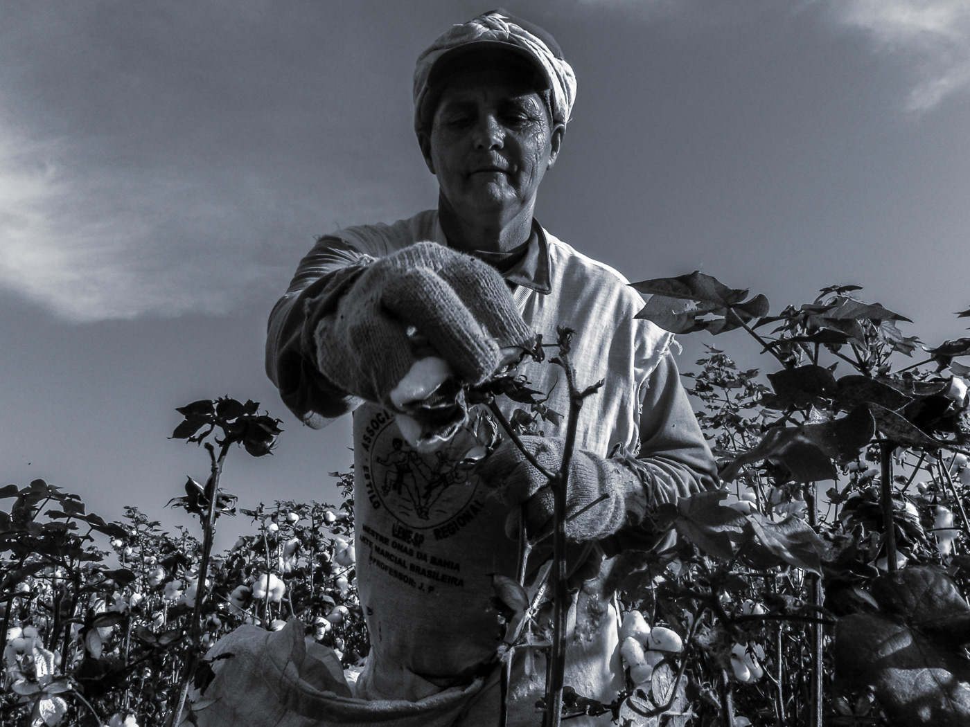 agriculture Agro cotton Documentary  field harvest monochrome photojournalism  reportage worker