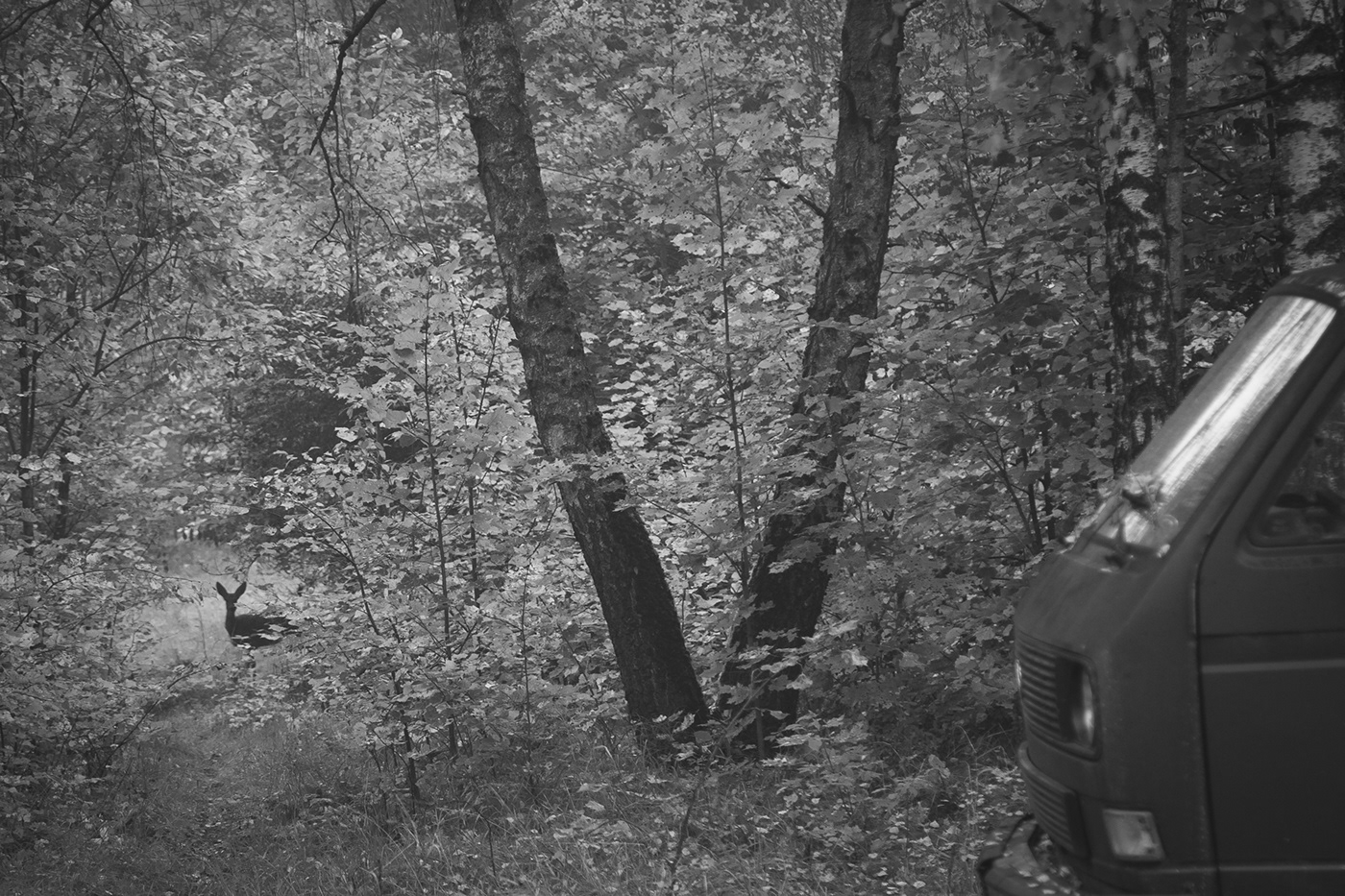 black and white forest Landscape lietuva lithuania Mindaugas Buivydas monochrome Nature