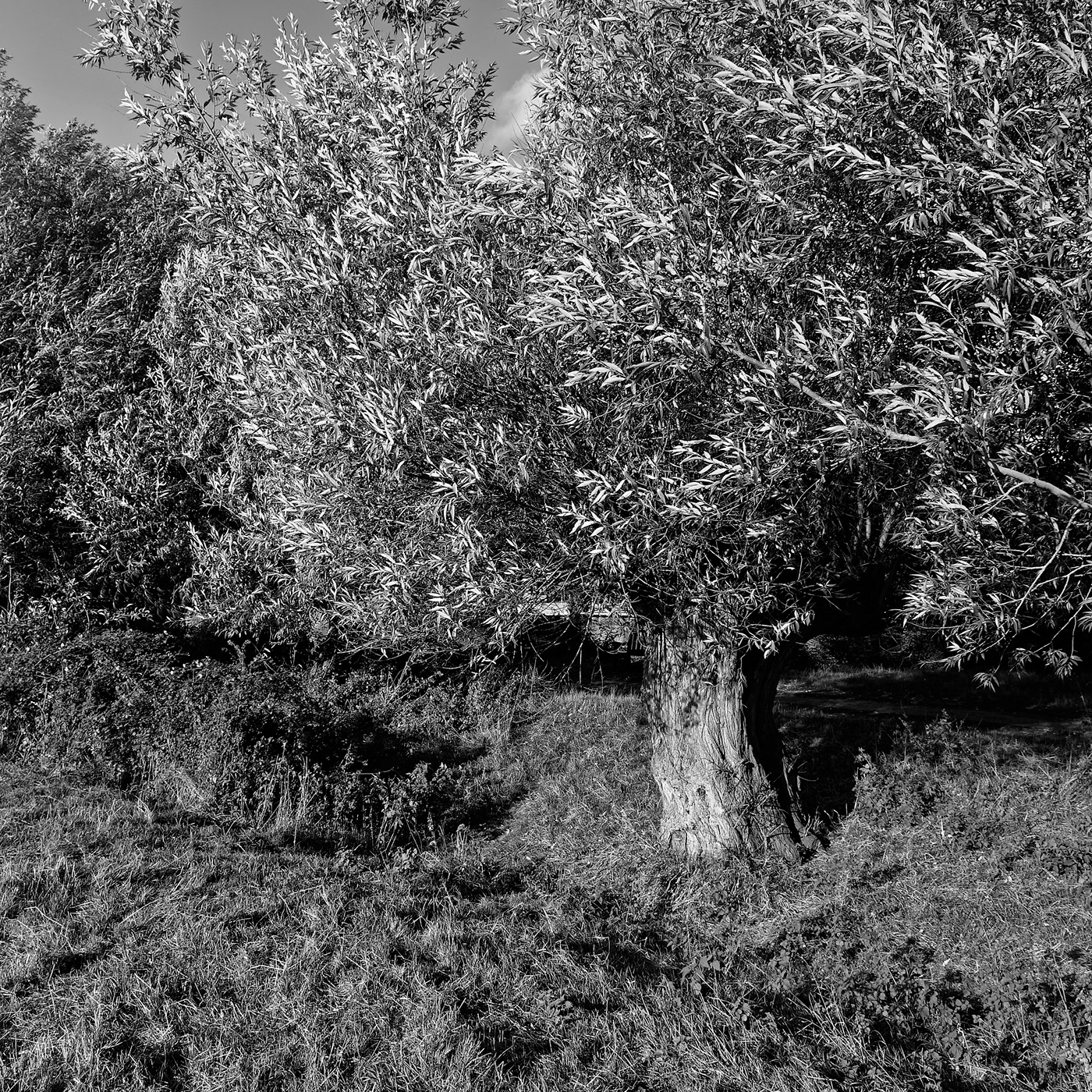 trees Cookham thames Konrad Welz