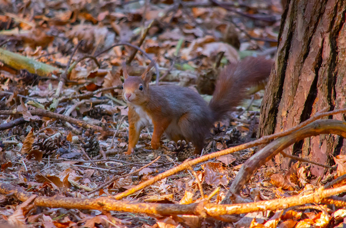 red squirrels Wildlife photography Nikon Telephoto