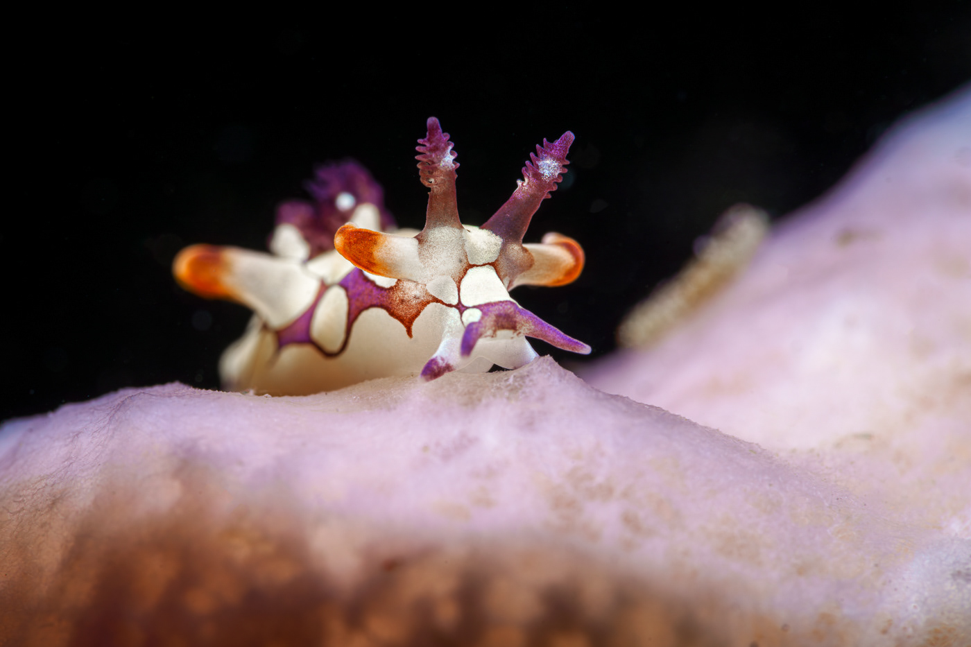 UNDERWATER PHOTOGRAPHY Macro Photography nudibranch sea slug slug underwater marine sealife macro Ocean