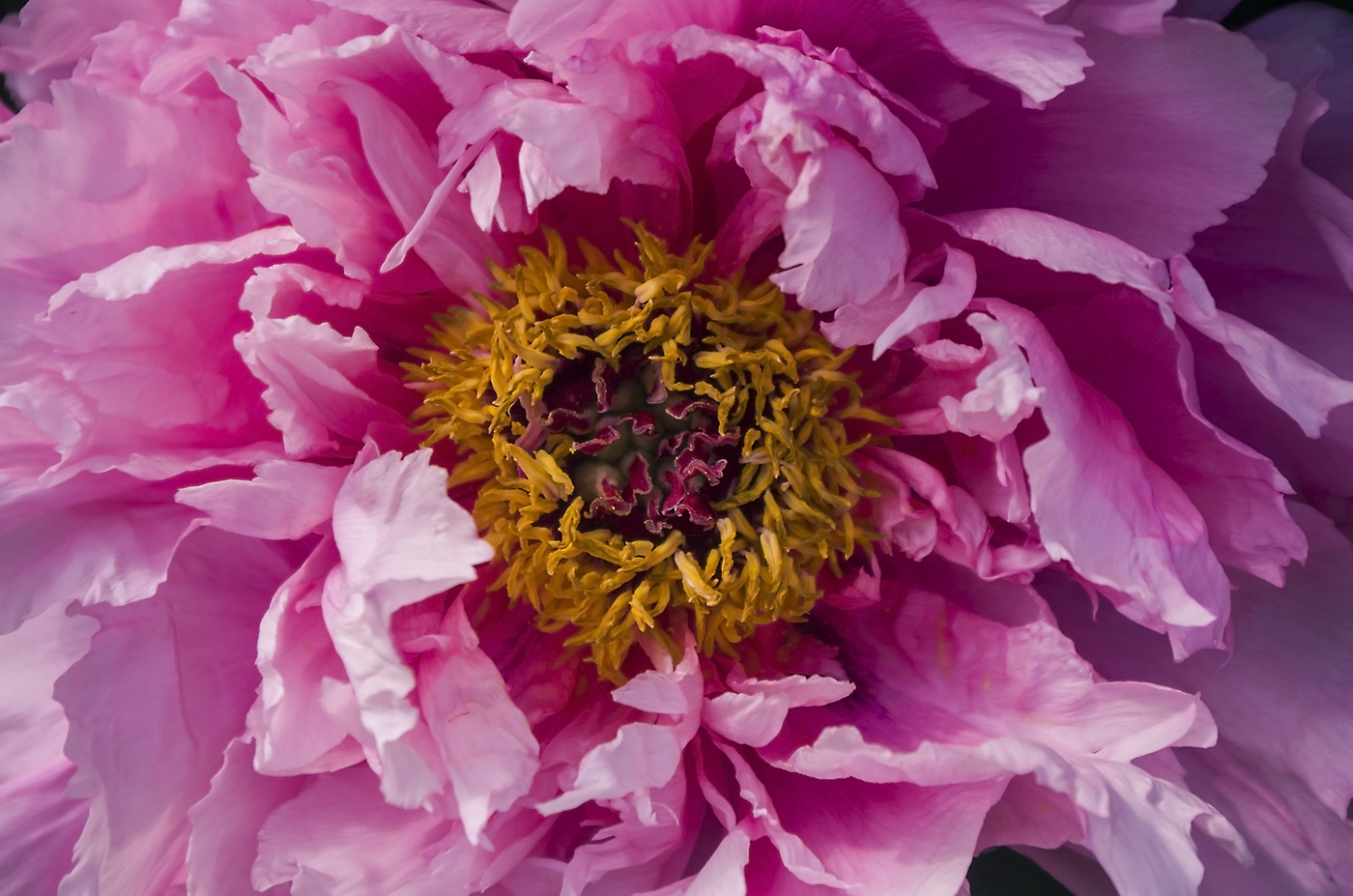 Power Of Flowers . Peony on Behance