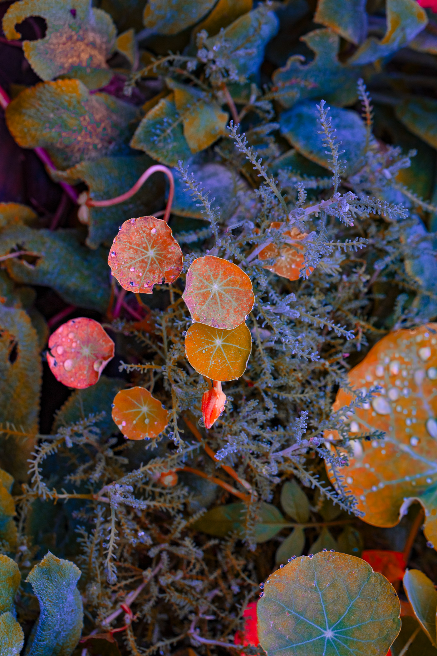 plants Flowers color Nature lightroom neon photoshop glow macro closeup