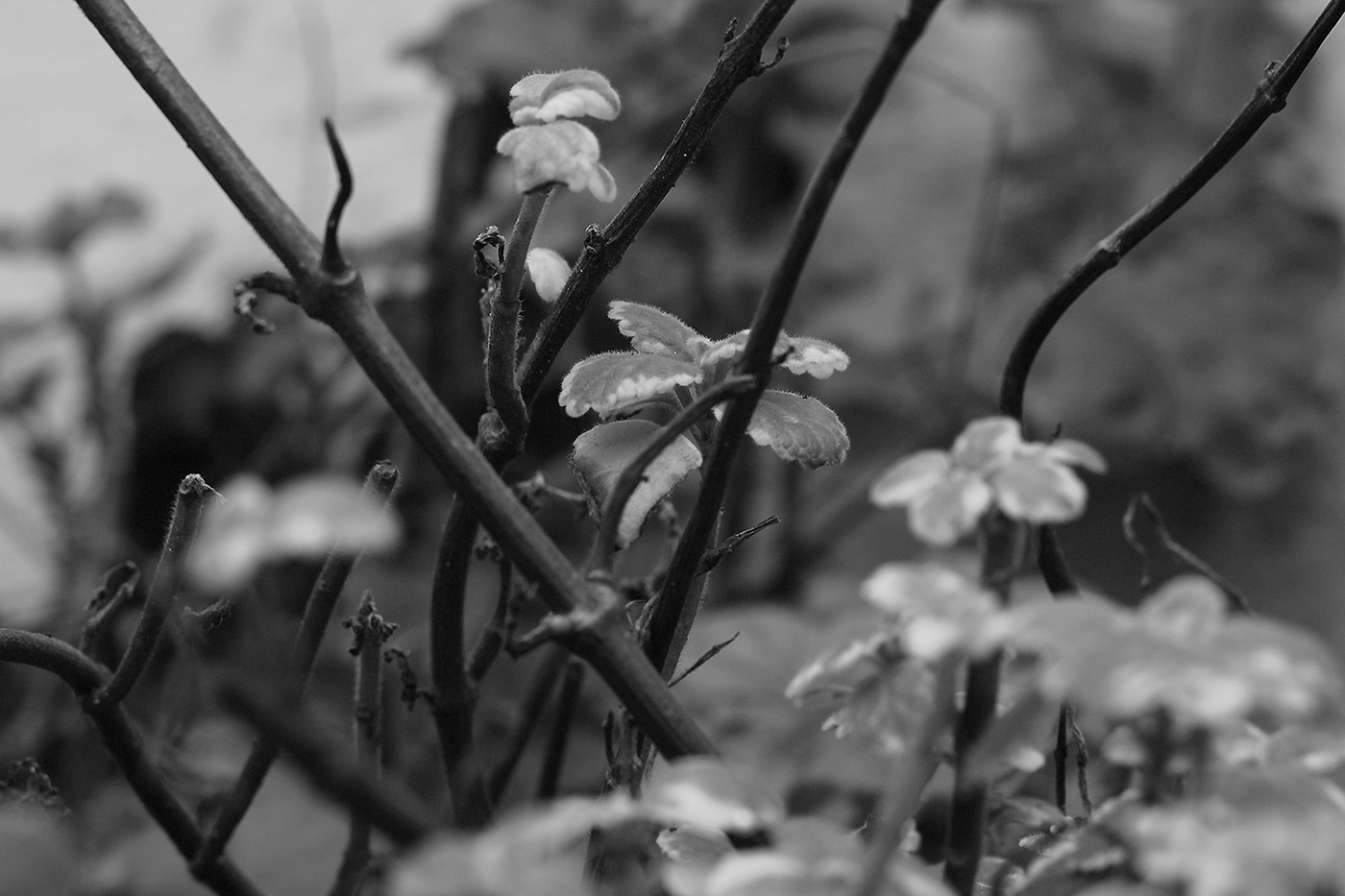 garden peaceful relax mistery black and white leafs serene