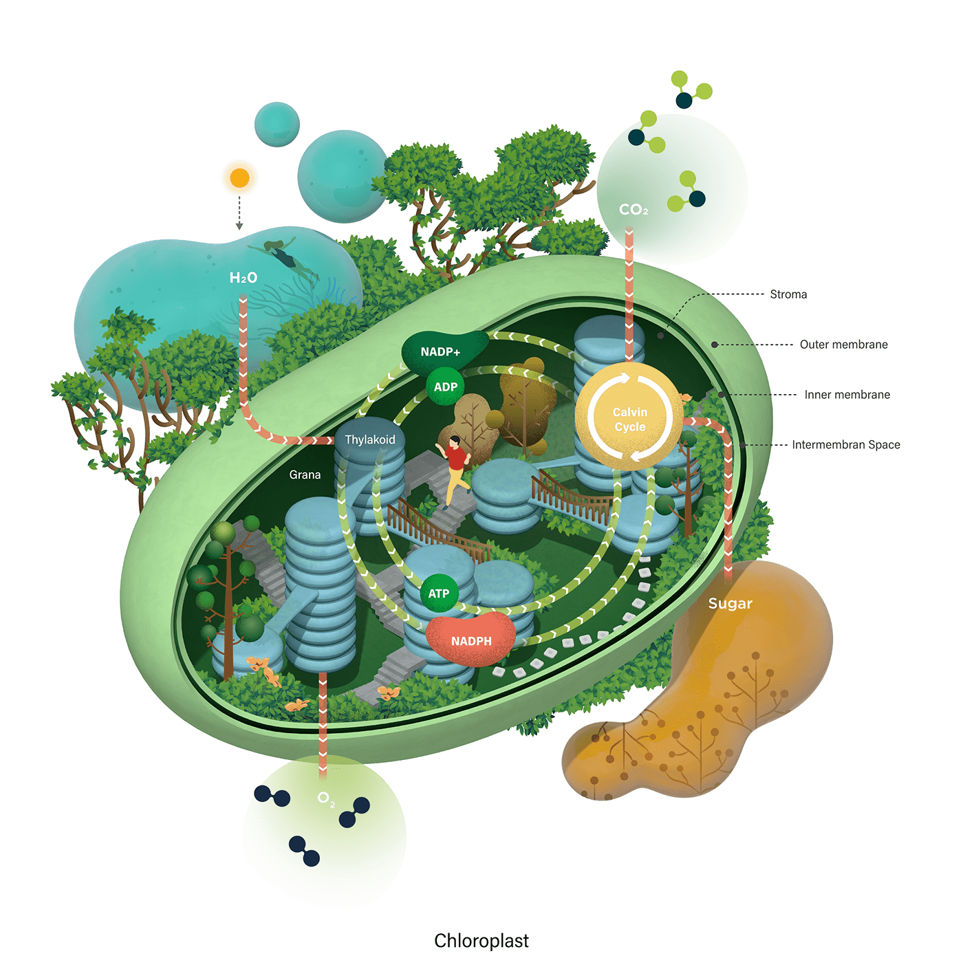 Cross Section diagram infographic Isometric photosynthesis Plant science biology medical Pharmaceutical