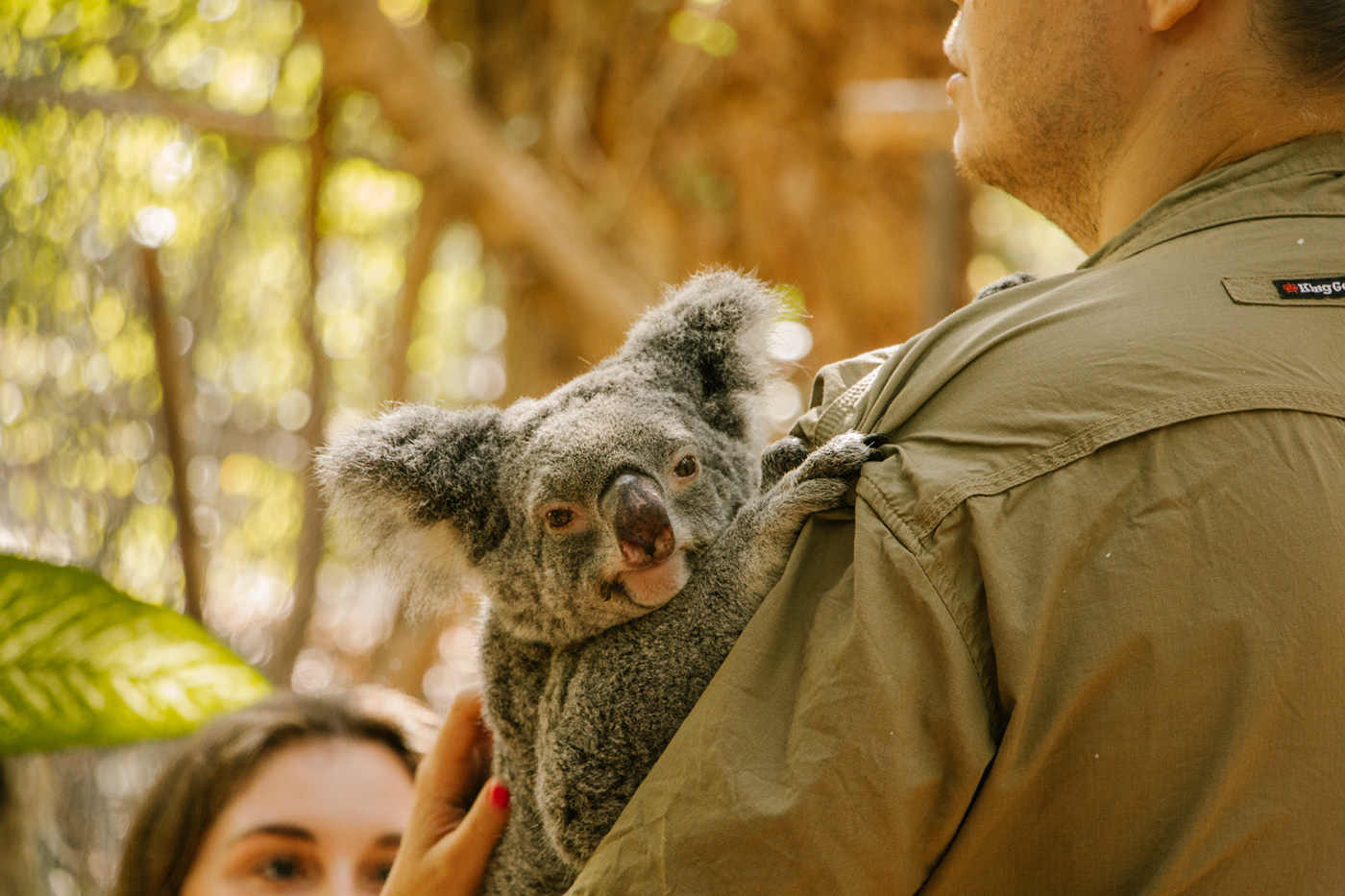 snakes animalcare koalas magneticisland selina