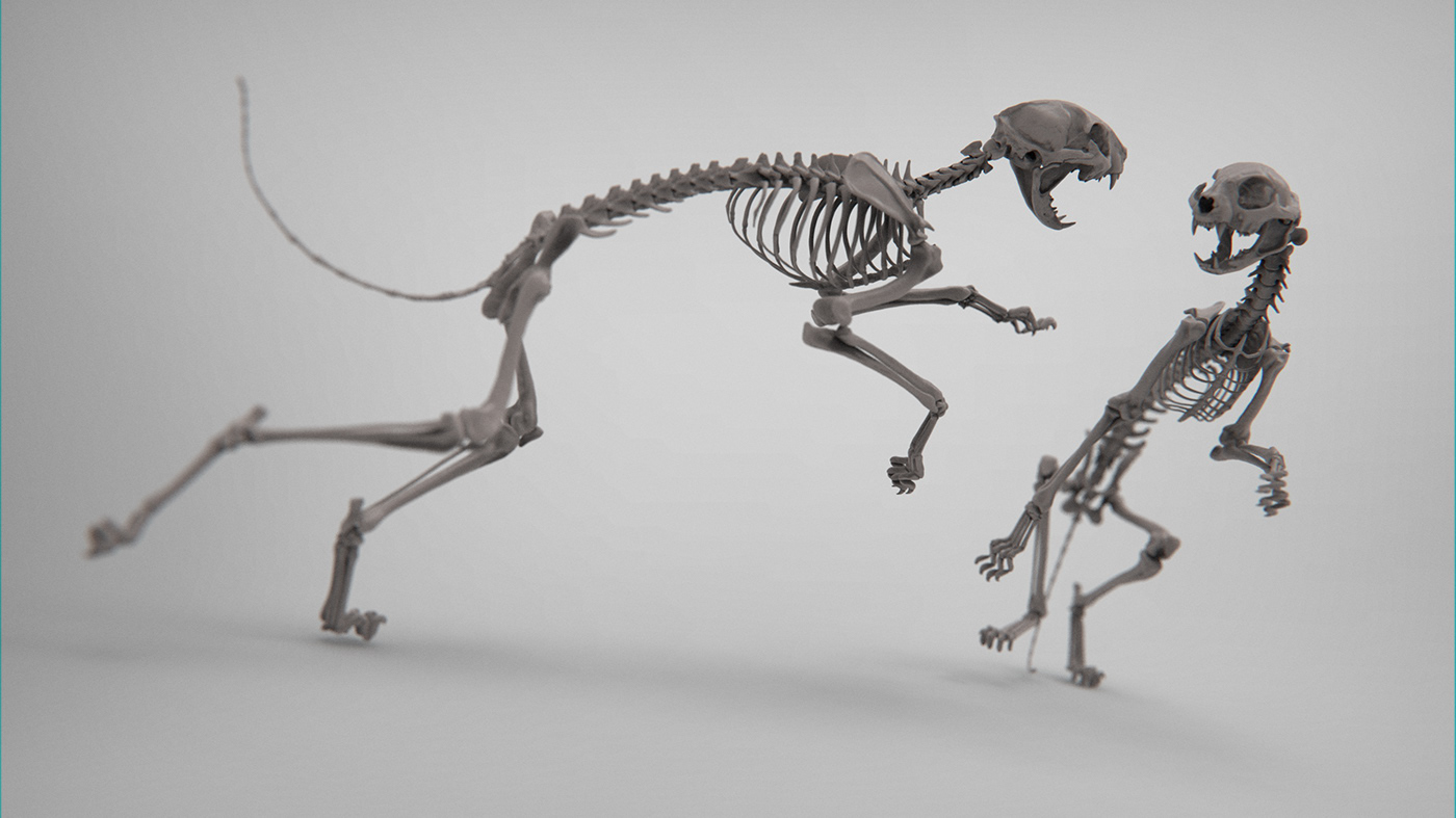 animal Cat motion Hunt running Zbrush sculpting  action