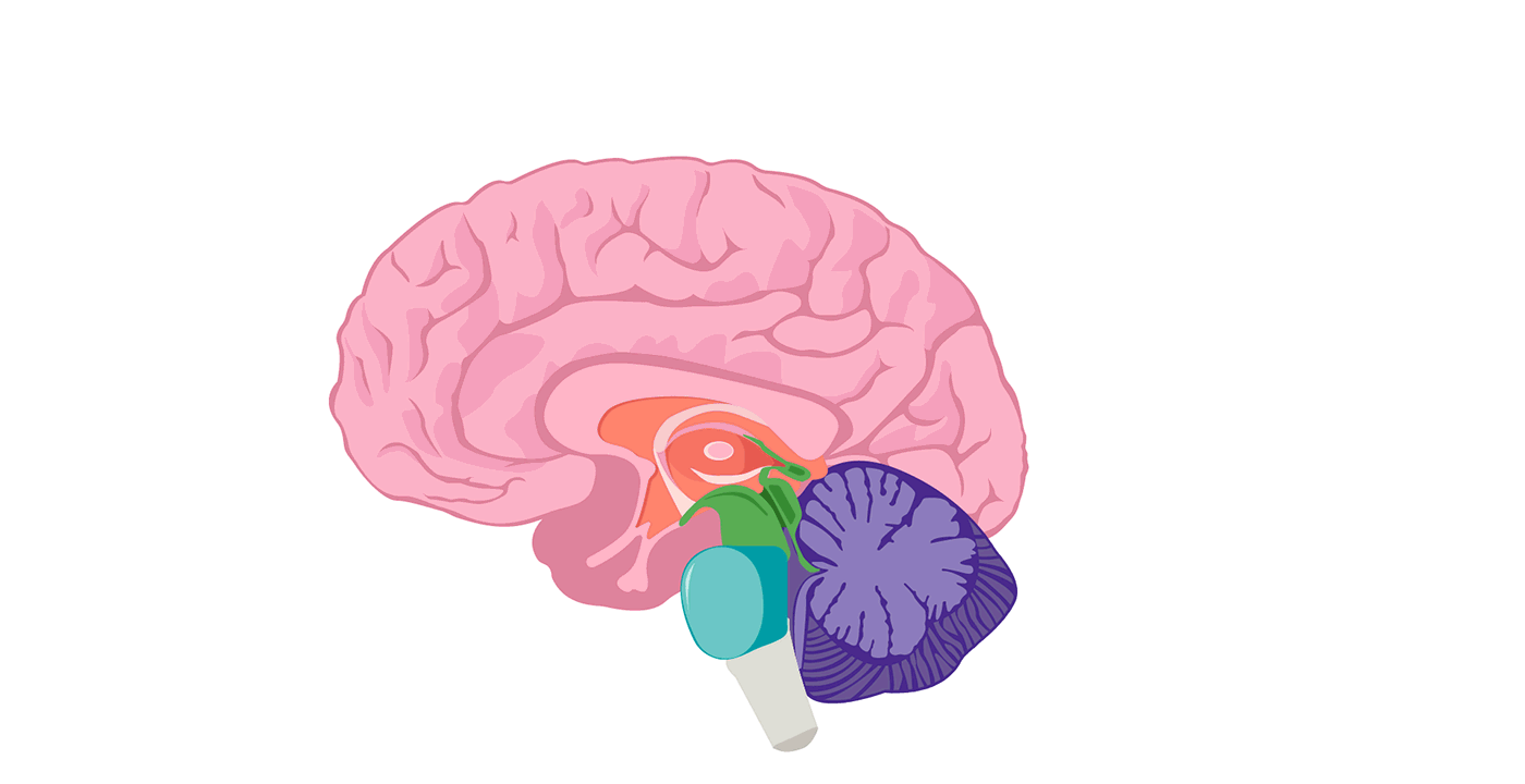 Ковид головного мозга. Гиппокамп и гипофиз. Гипоталамус гипофиз эпифиз. Головной мозг анатомия гипоталамус. Гипоталамус 3д.