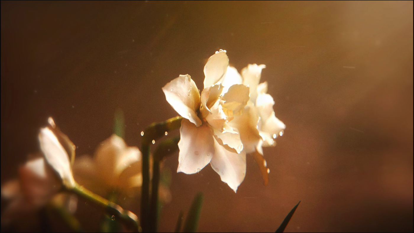 motion design 3D animation  motion graphics  graphic design  cinema 4d c4d Nature ikebana Flowers