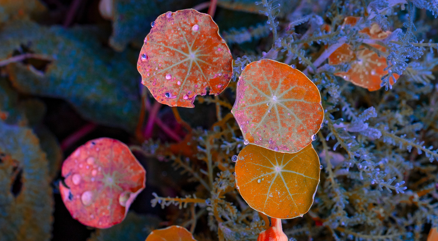 plants Flowers color Nature lightroom neon photoshop glow macro closeup