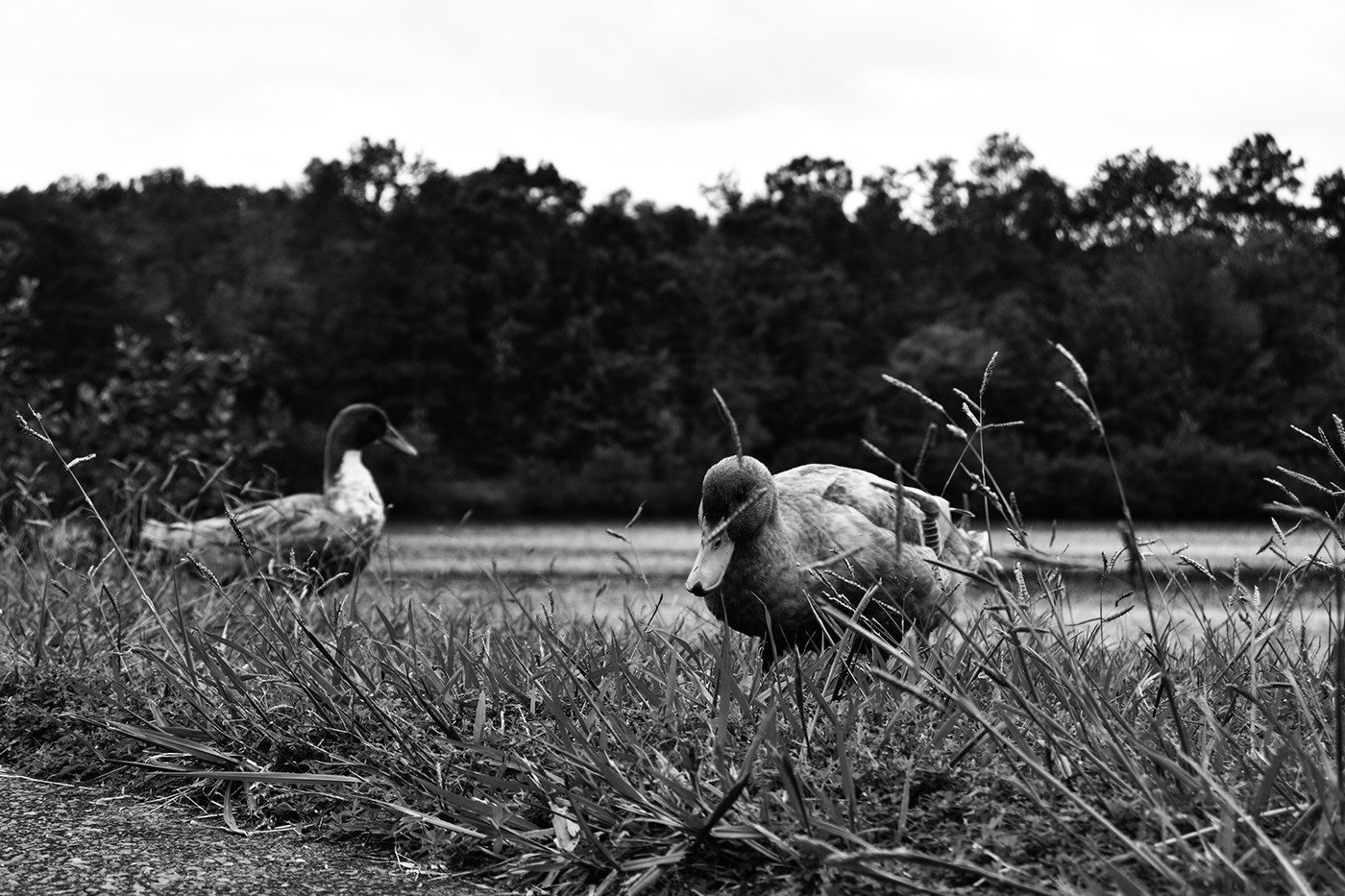 ducks lake feathers B &W