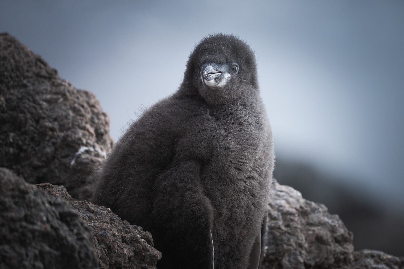 antarctic antarctica cute gentoo global warming ice magdalena penguins