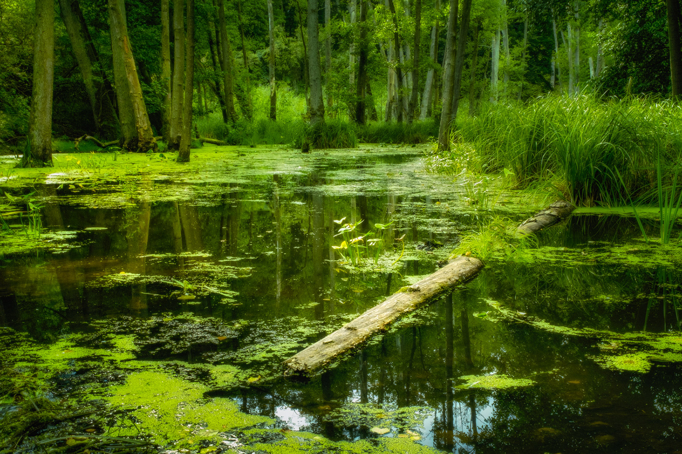 green Landscape light Nature Outdoor swamp water
