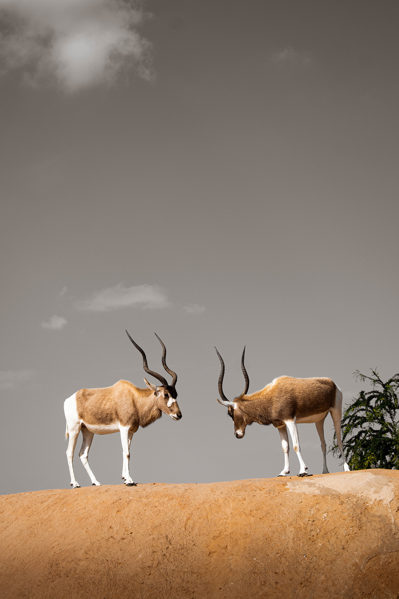 deer Nature Photography  portrait photographer animals goat wildlife Landscape SKY