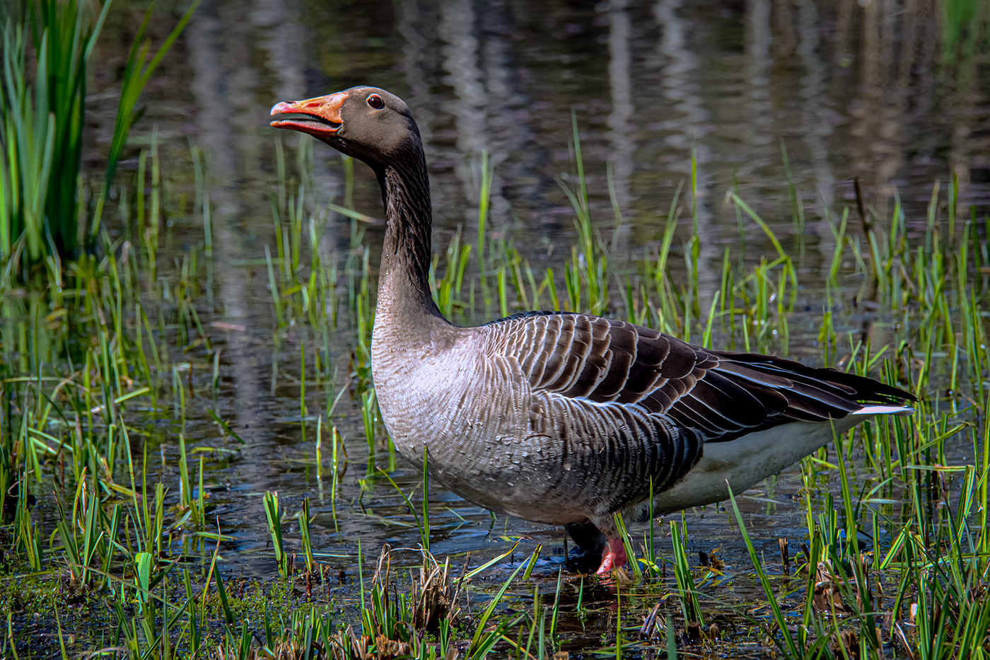 Goose bird Outdoor Nature water Landscape