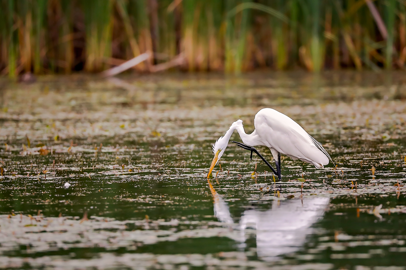 egret white egret Hunting fishing lake pond