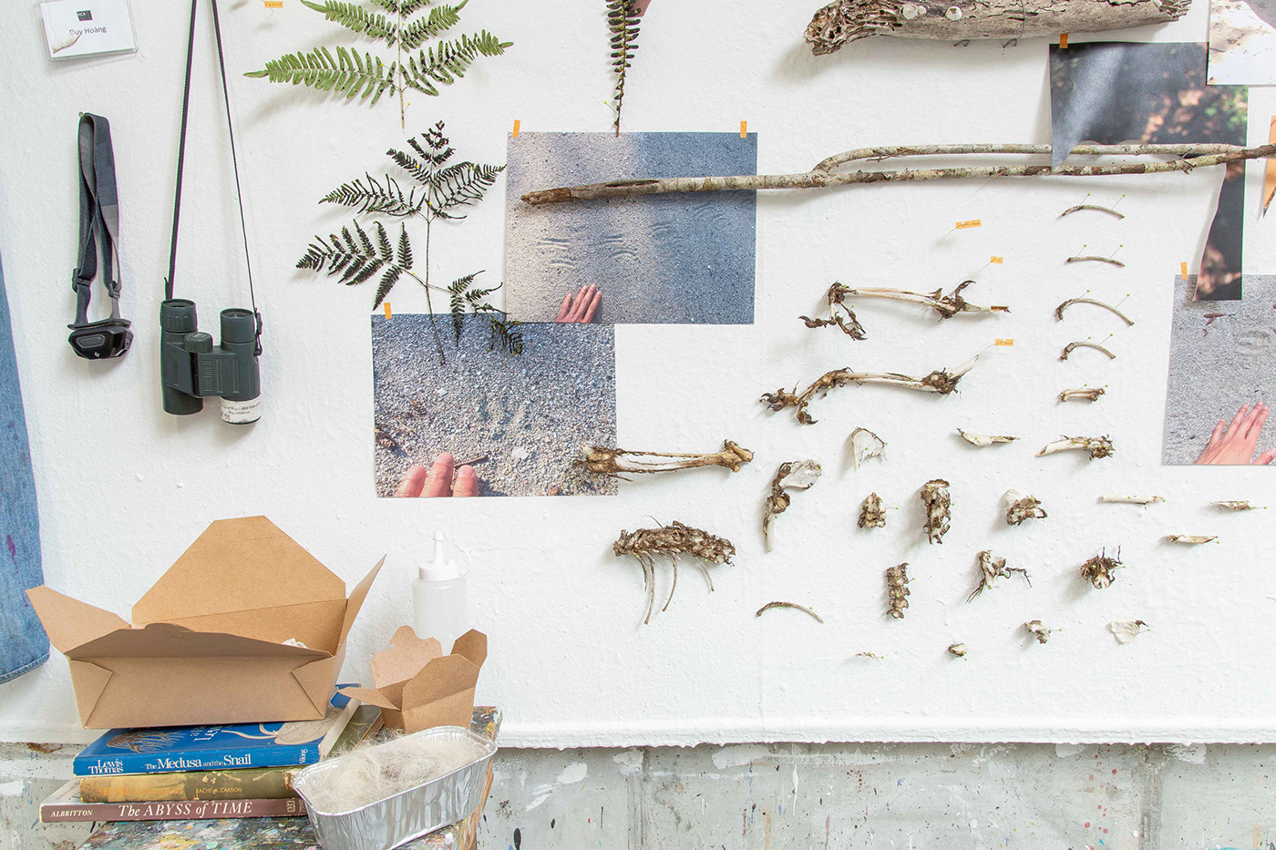 botany Field work Insects installation mixed media natural history Nature specimens