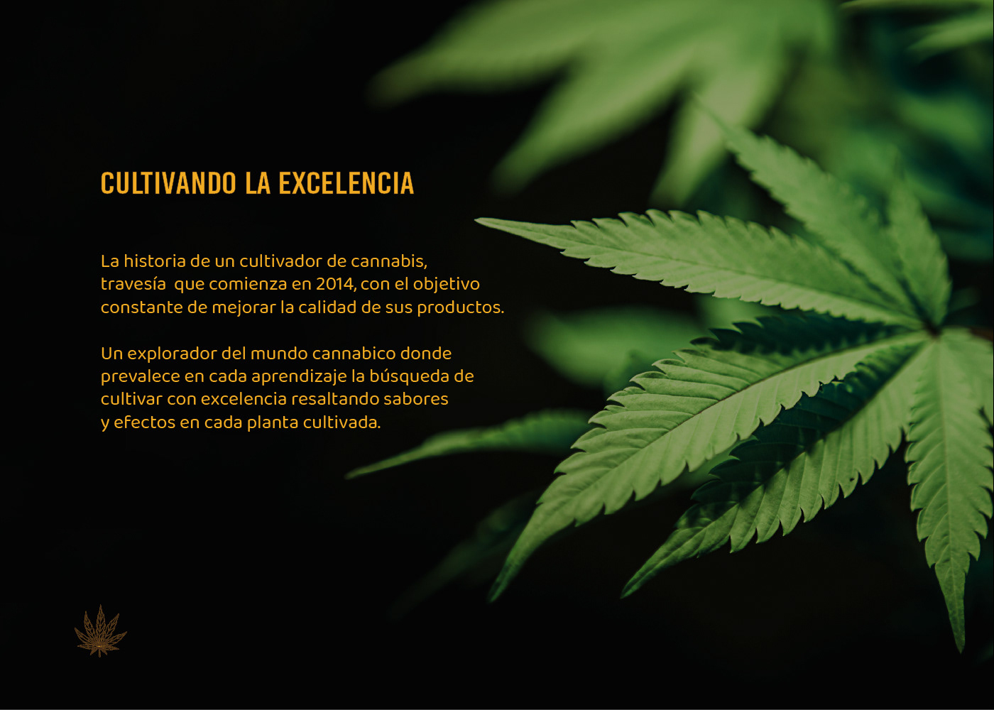 cultivo instagram logo diseño marca diseño gráfico cultivomarihuana Marihuana Legal weeda