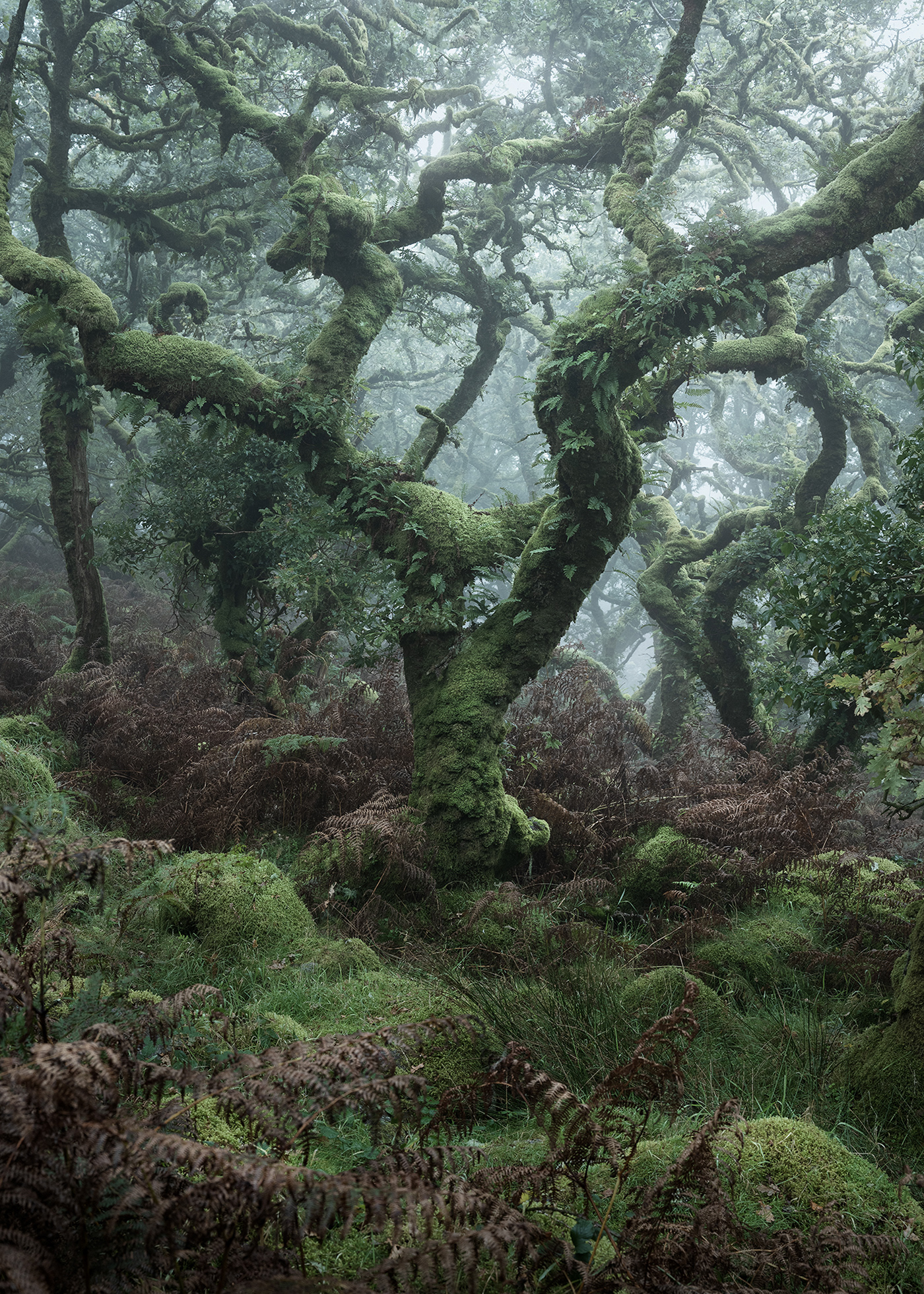 atmosphere burnell dark fine-art forest mist mystical wistmans wood woodland