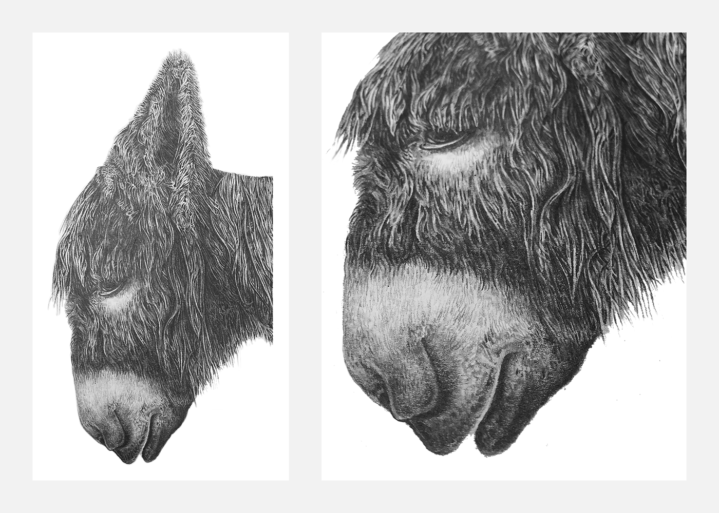 animal donkey Drawing  ears farm graphite hair pencil sketch texture