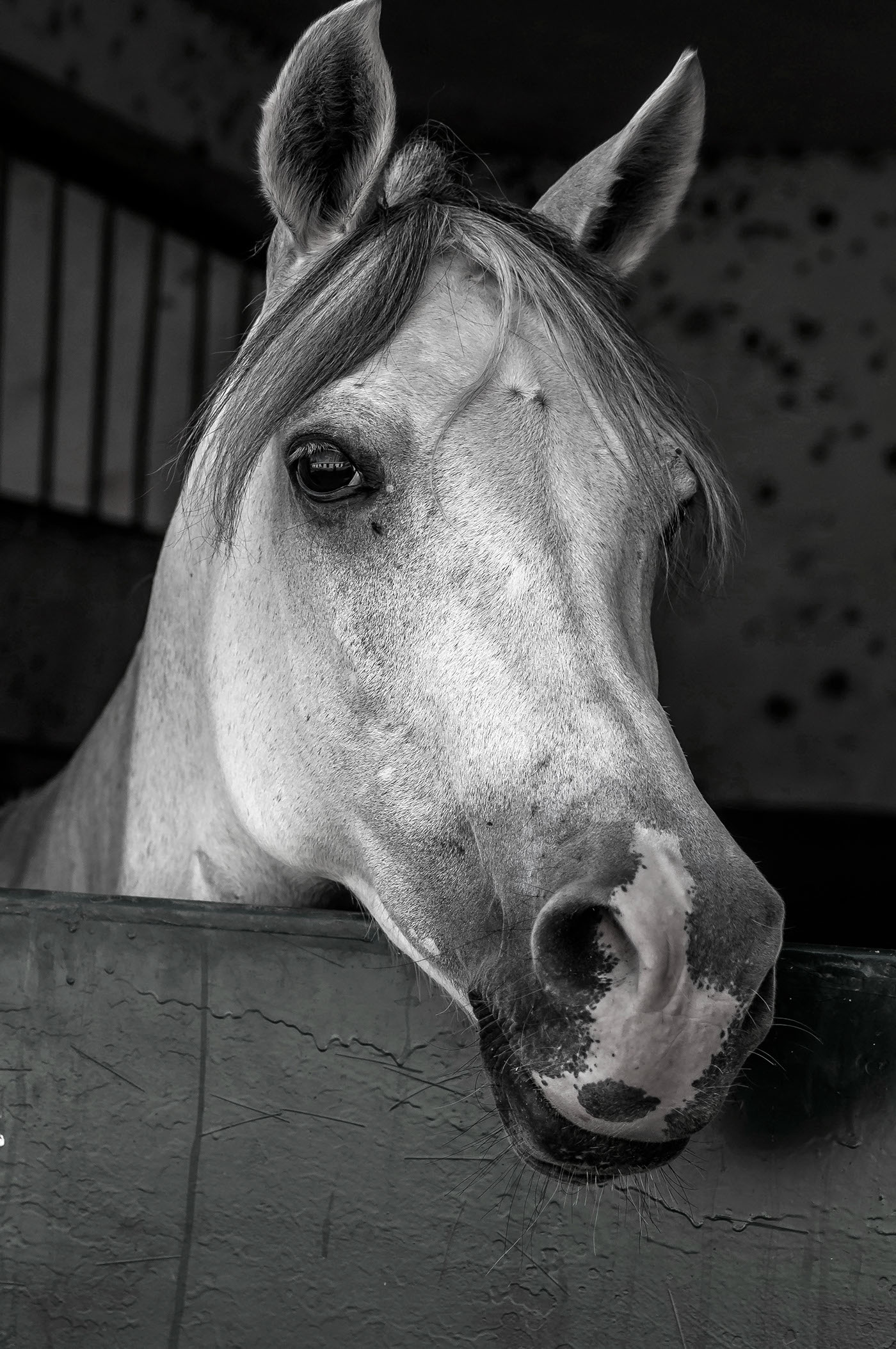 horses black and white horses photography horses portrait Photography 