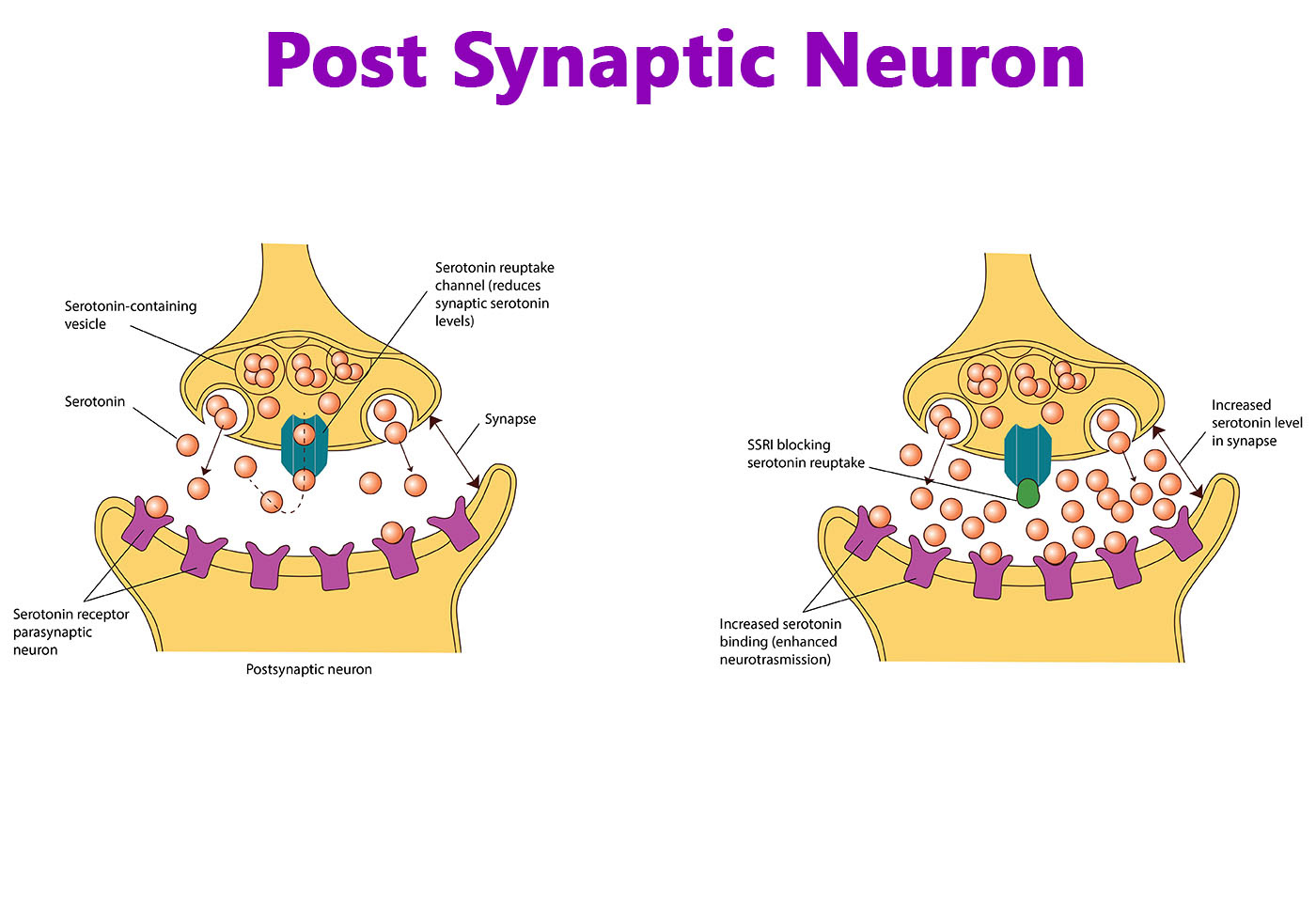 Post Synaptic Neuron