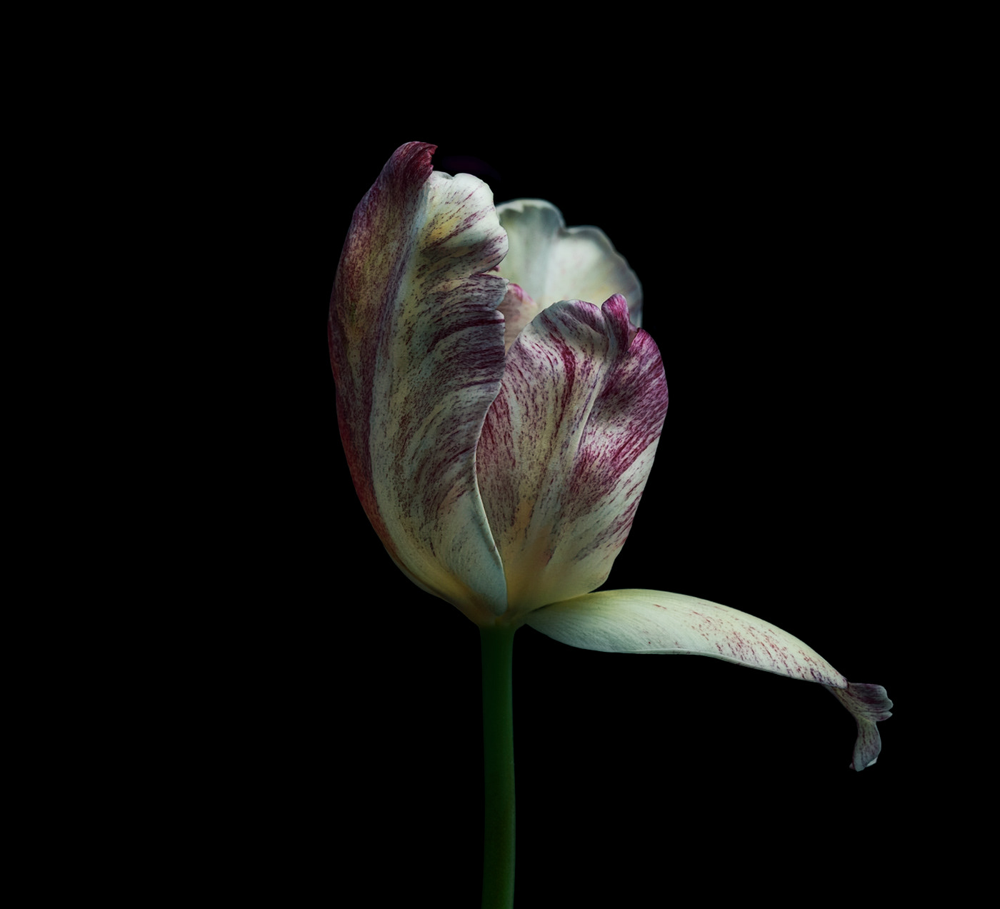 Flowers tulip tulips