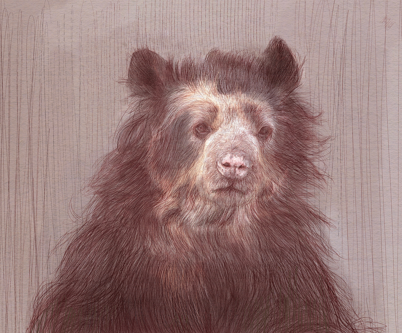 Andean animal Ann Marshall bear mammal Nature portrait spectacled tremarctos ornate wildlife