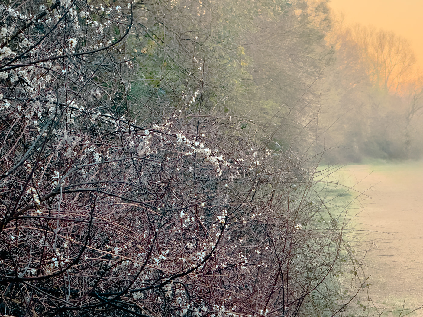 lightroom Photography  Nature Sunrise sunlight MORNING countryside Landscape blossom magnolia