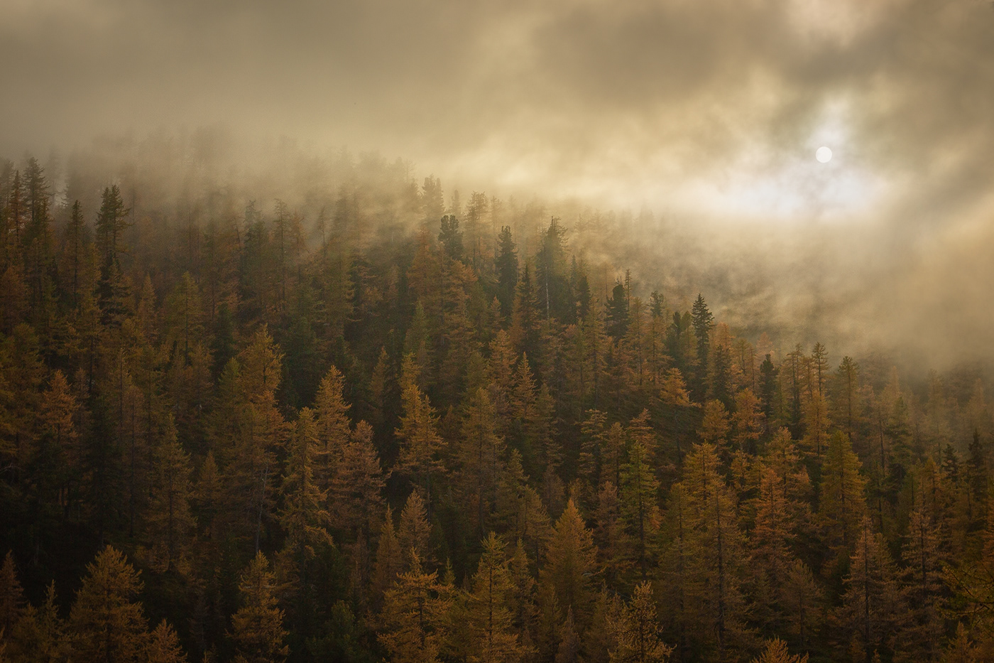 autumn forest Landscape Nature Photography 