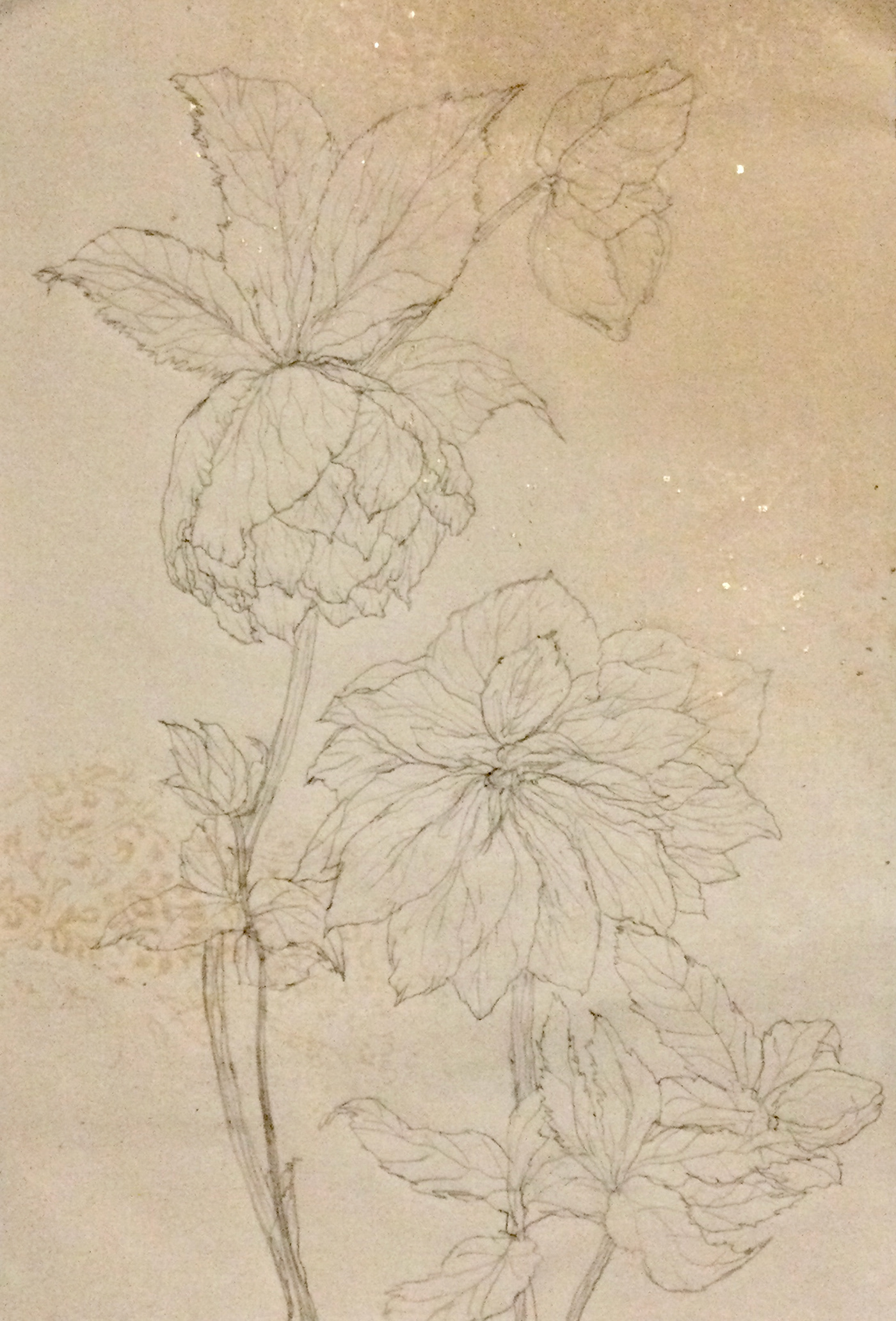 flower sketch Christmasrose