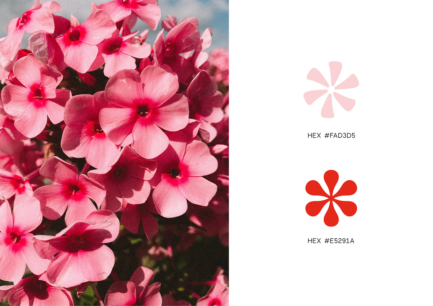 beauty branding  Cosmetic flower logo Logotype makeup Packaging pink skincare