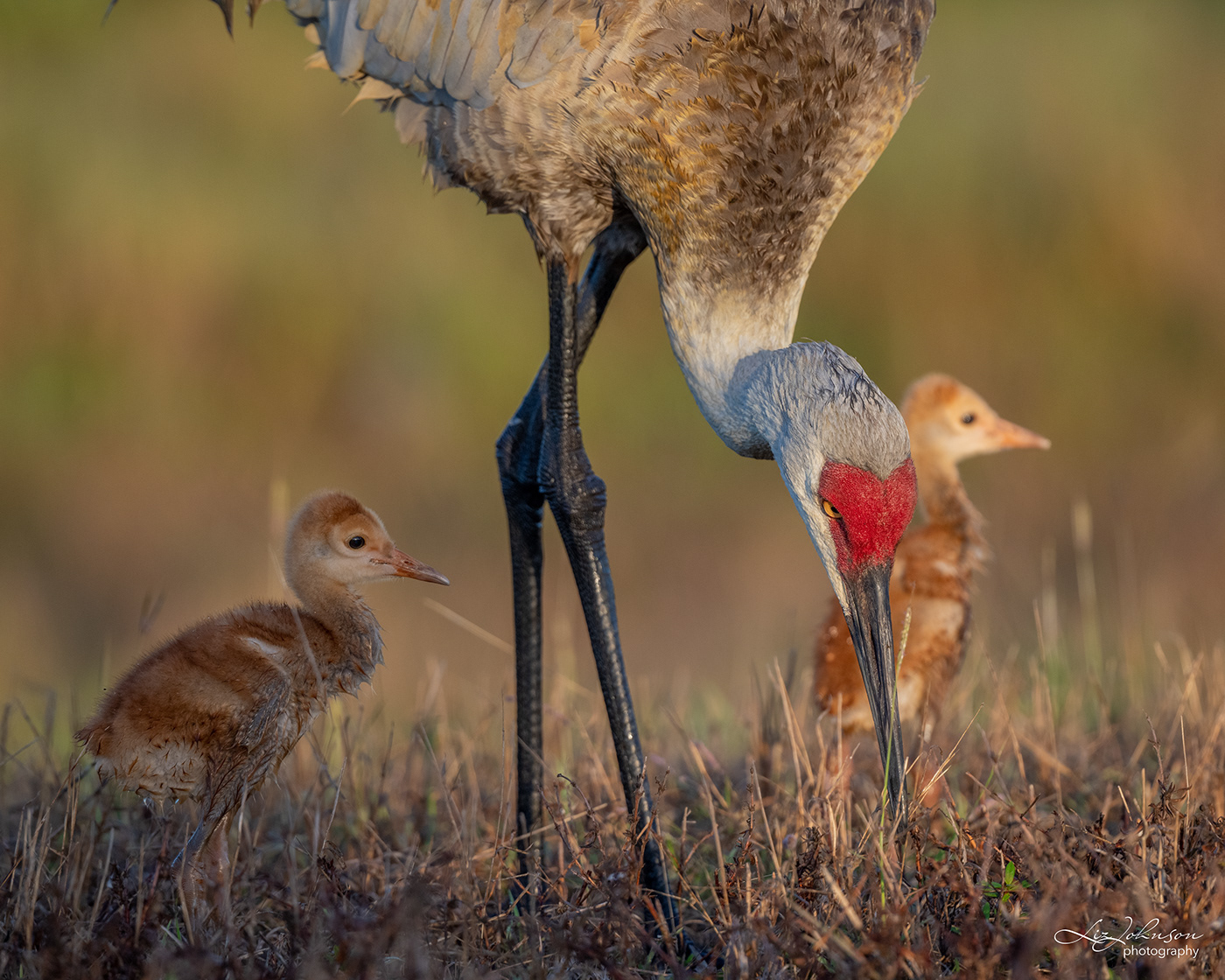 birds Nature Photography  Sandhill Cranes wildlife