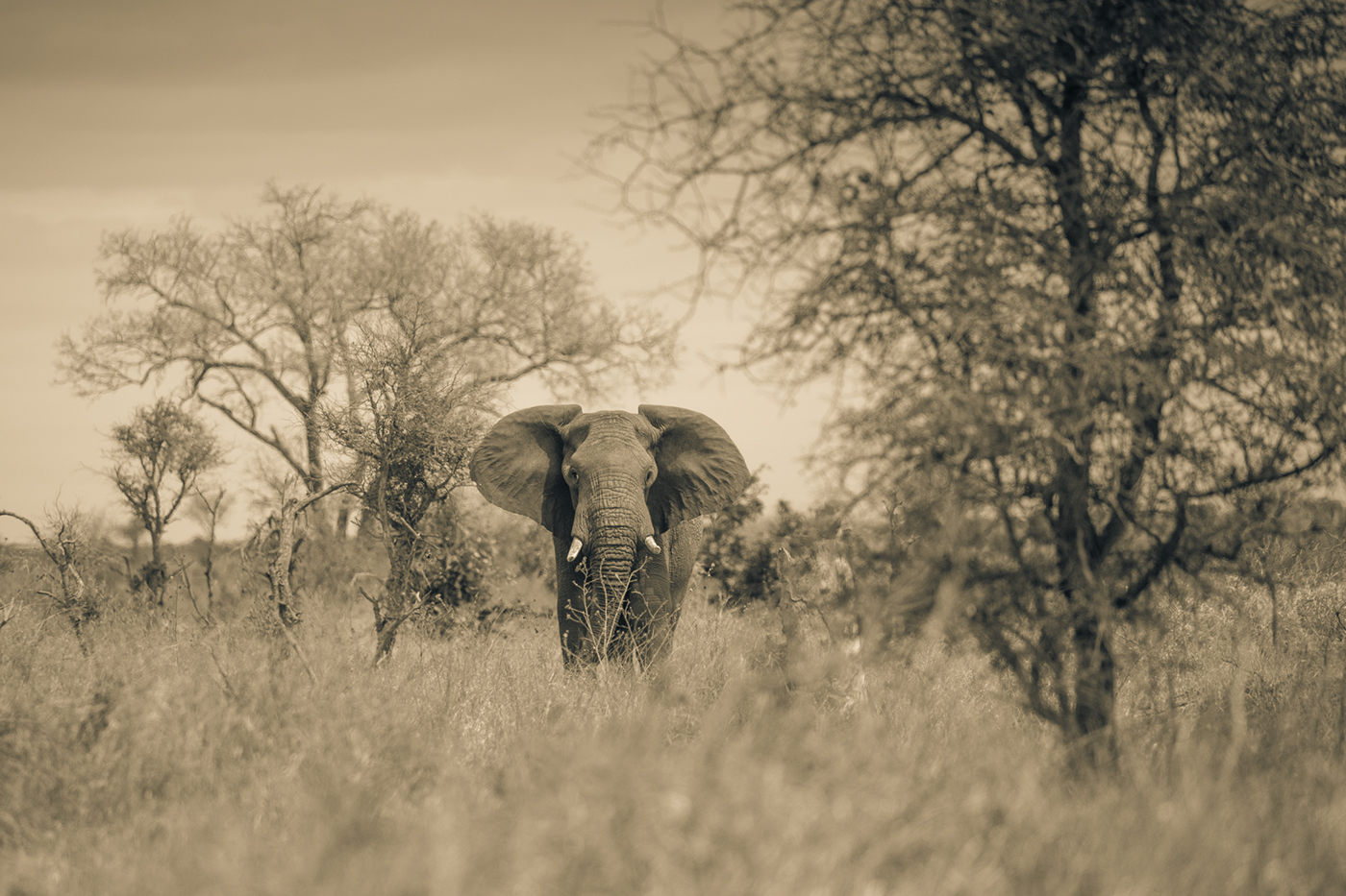 wildlife portraits Nature outdoors landscapes lion elephant africa Rhino Buffalo