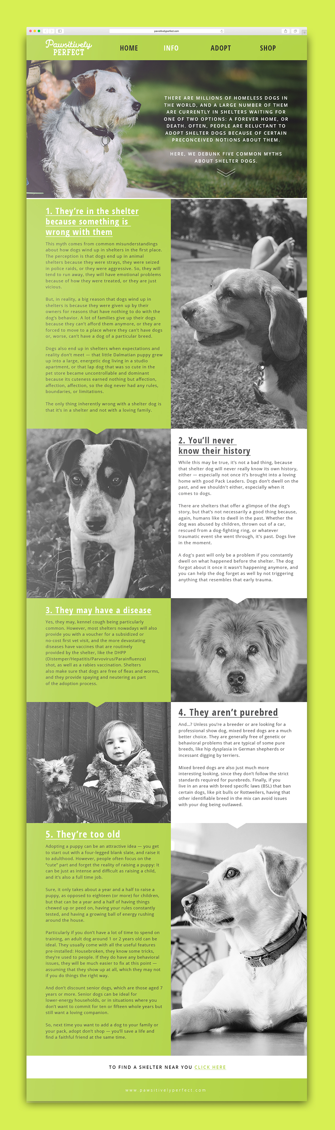 senior thesis dog adoption rescue shelter Website book Handbook ad campaign Guidebook portrait Pet Portrait dog portrait milwaukee institute
