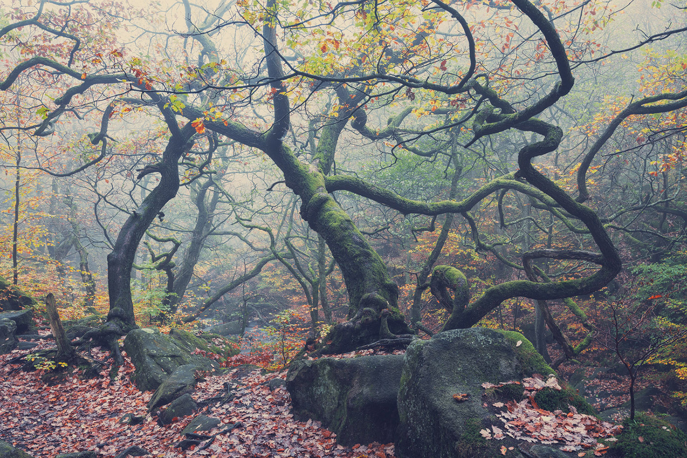 autumn curved gnarled  Grove Landscape mist Nature oak Tree  Treescape