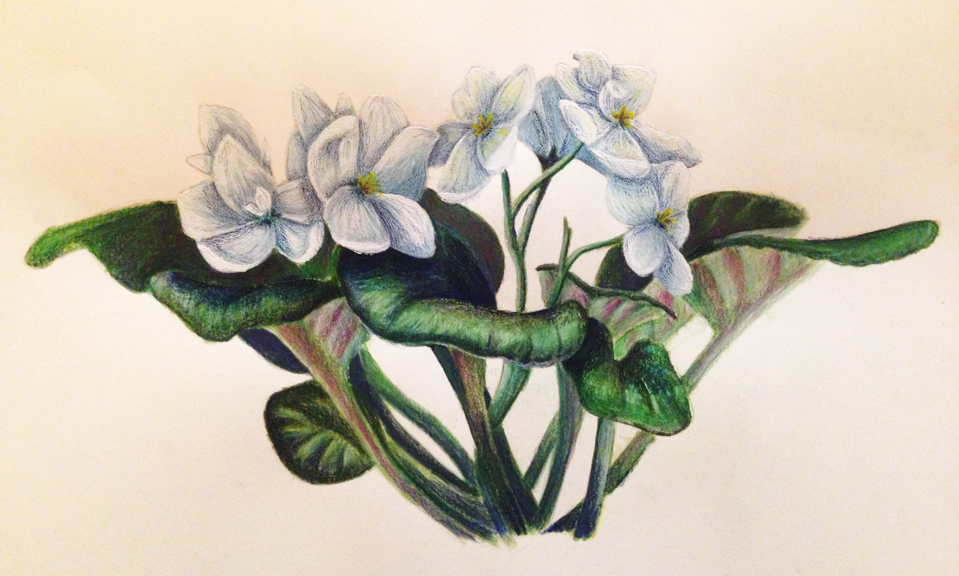 african violets Flowers colored pencil ink black White gouache