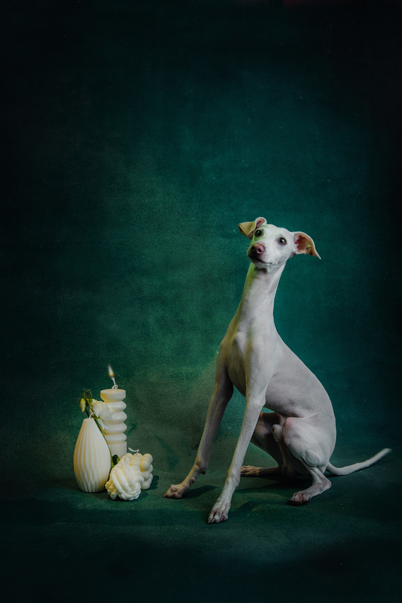 animal canvas dog Fashion Dog mottion pearls portraitt still life studio