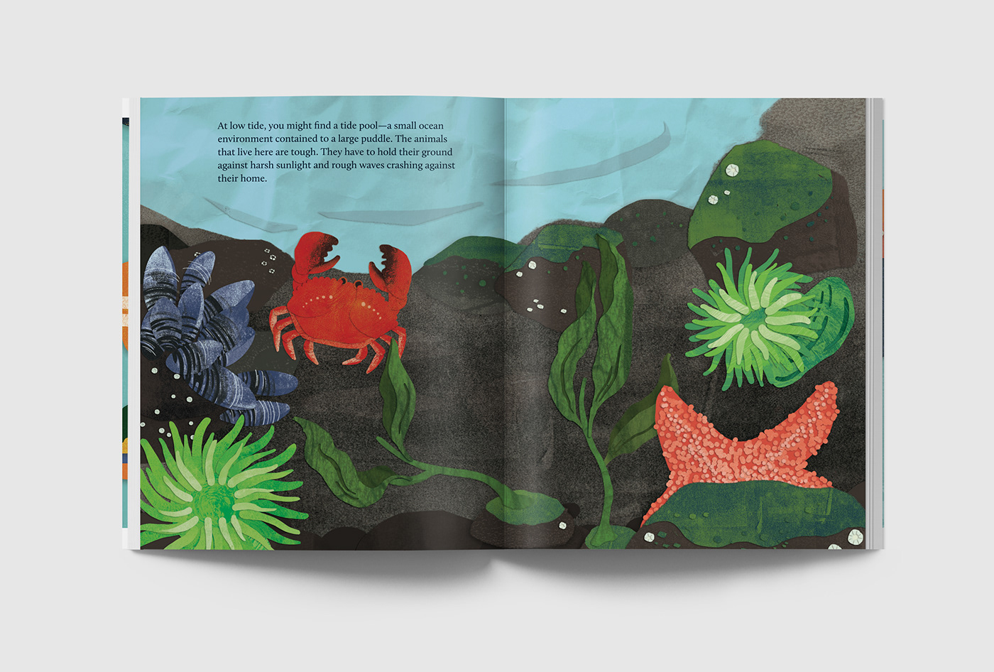children's book boston conservation Ocean ILLUSTRATION  cut paper fish city adobeawards Character design 