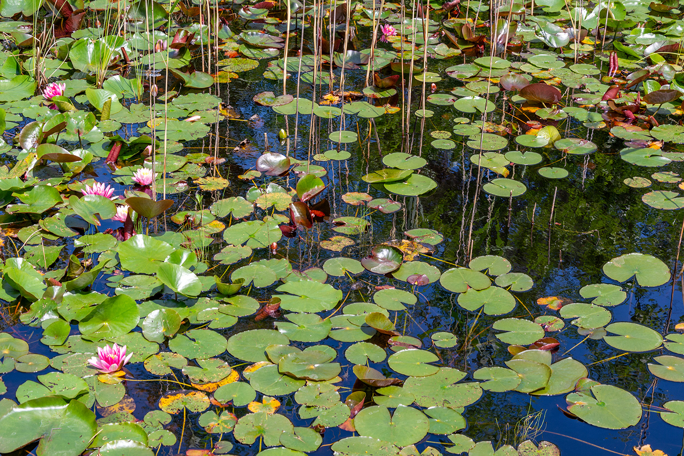 Nature Landscape water blossoms pink pond summer swamp