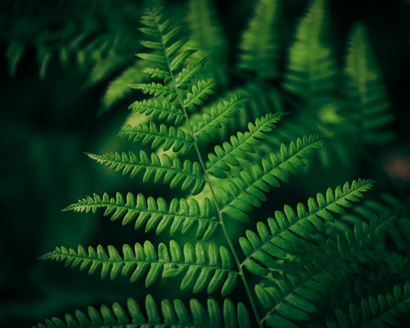 forest summer fern green finland Presetr