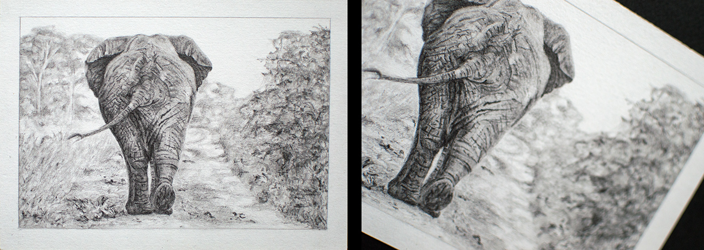 elephant drawings pencil ink ass