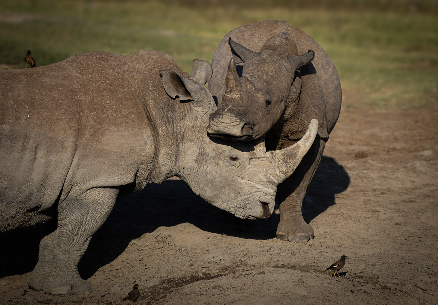 Rhinoceros baby wildlife Rhino africa Nature Photography  photoshoot African Safari calf
