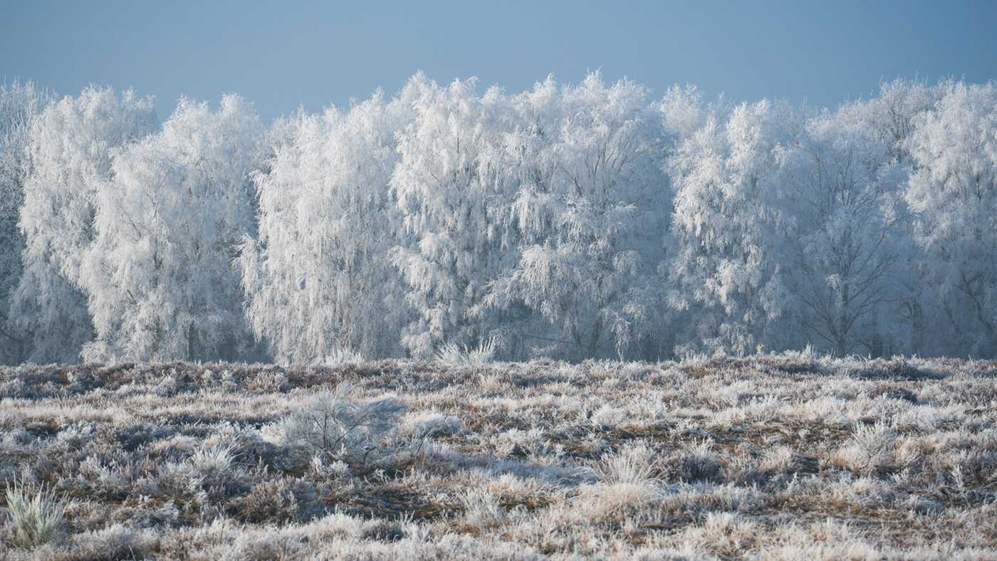 dutch frost The Netherlands White trees hilversum