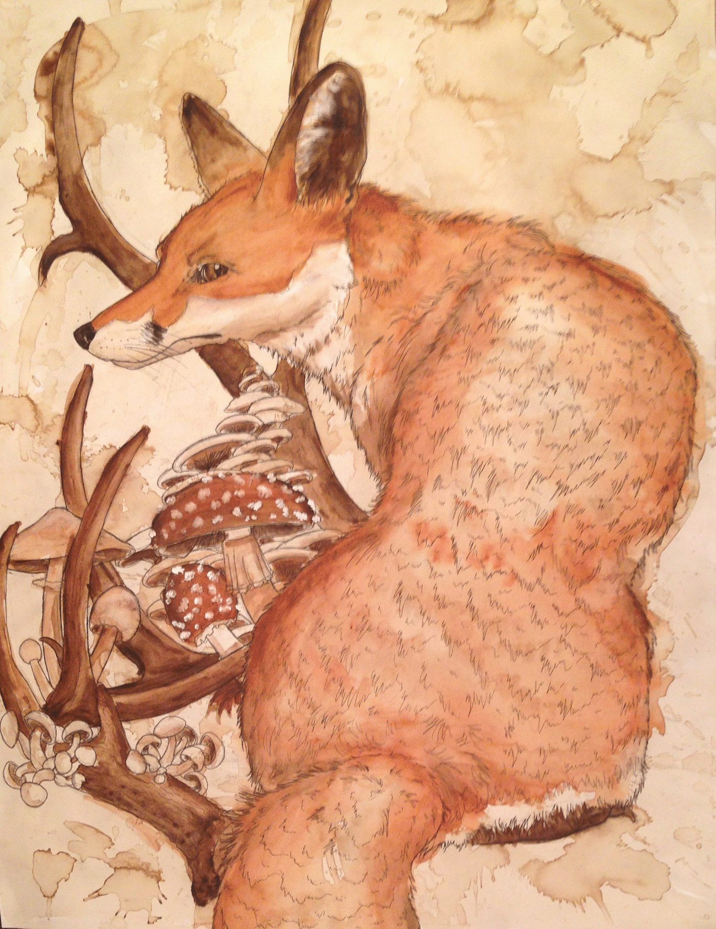 paint coffee staining Drawing  symbolism biology FOX illustrtion
